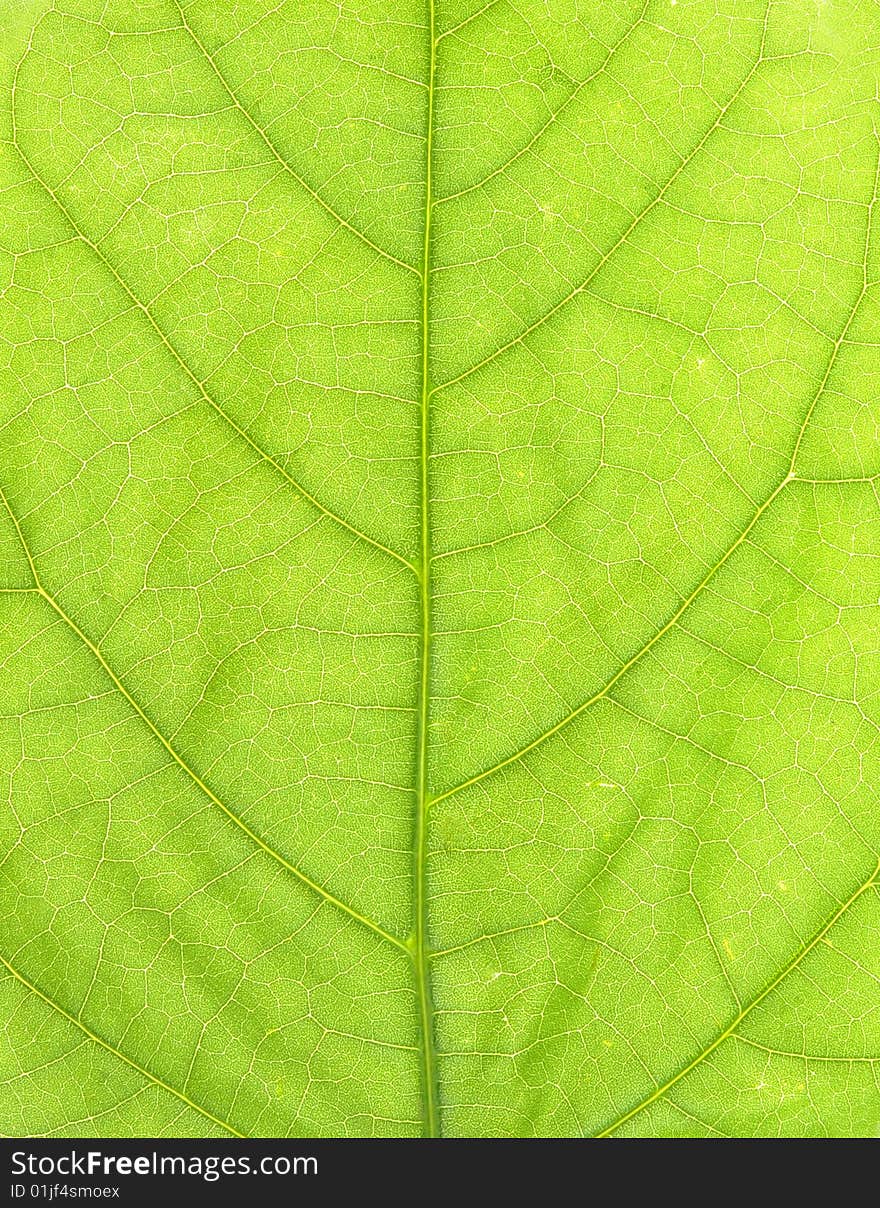 Leaf