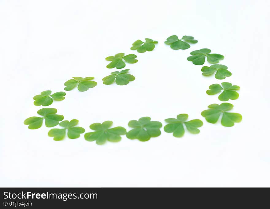 White background of fresh clover leafs