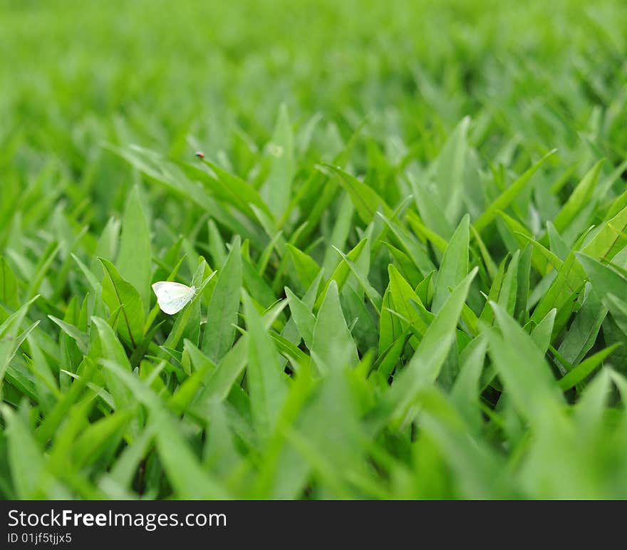 Lush leaves