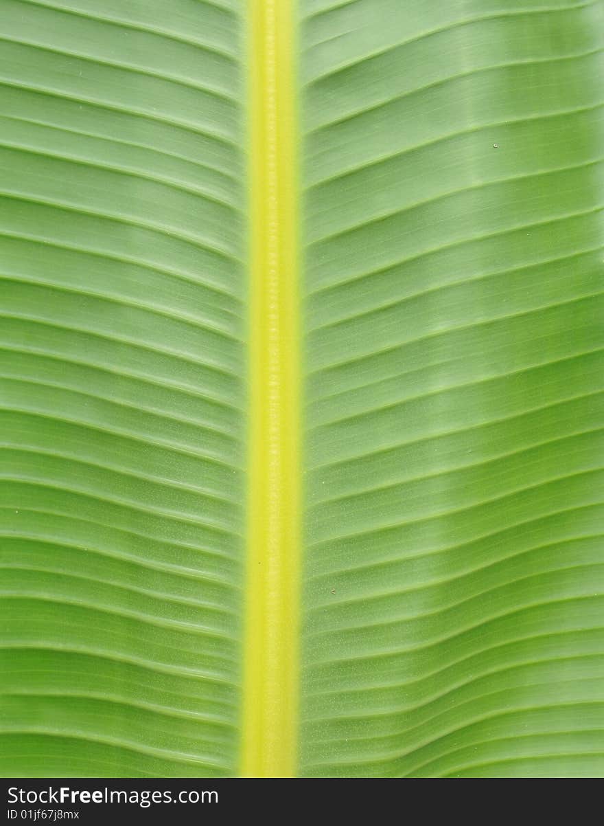 Close-ups, green banana leaf background