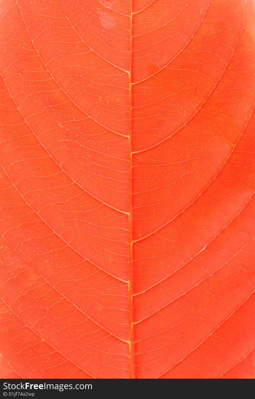 Close-ups of red leaf background