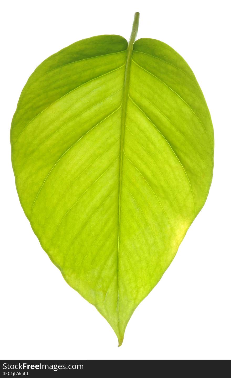 Leaf on white background , transparent