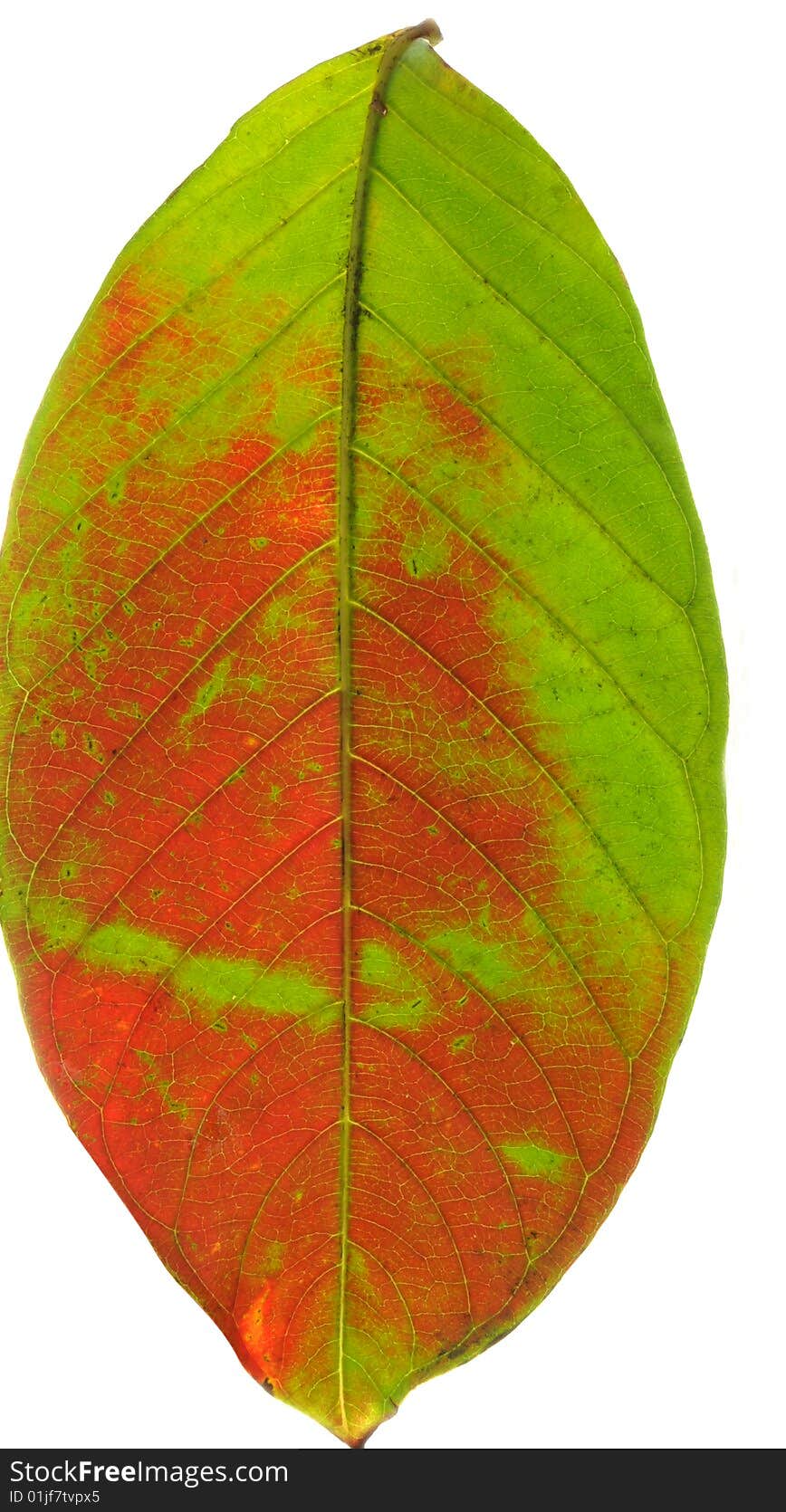 Leaf