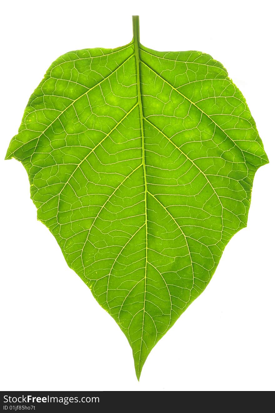 Leaf isolated on white background