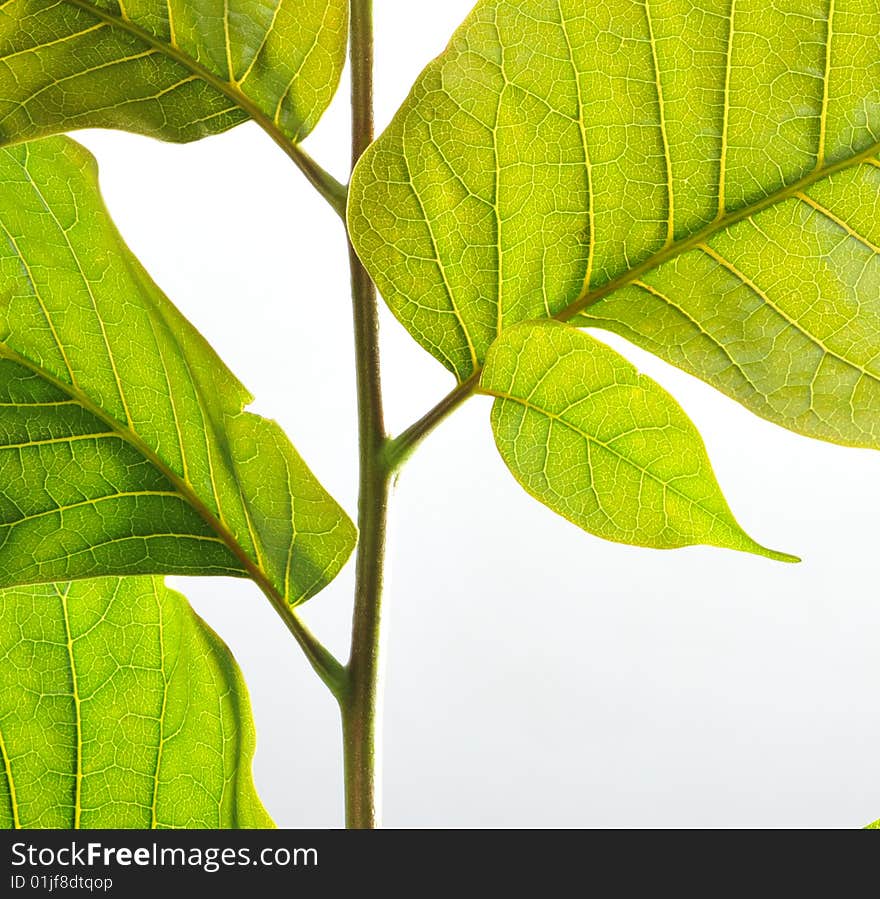 Close-ups of maosheng green leaves