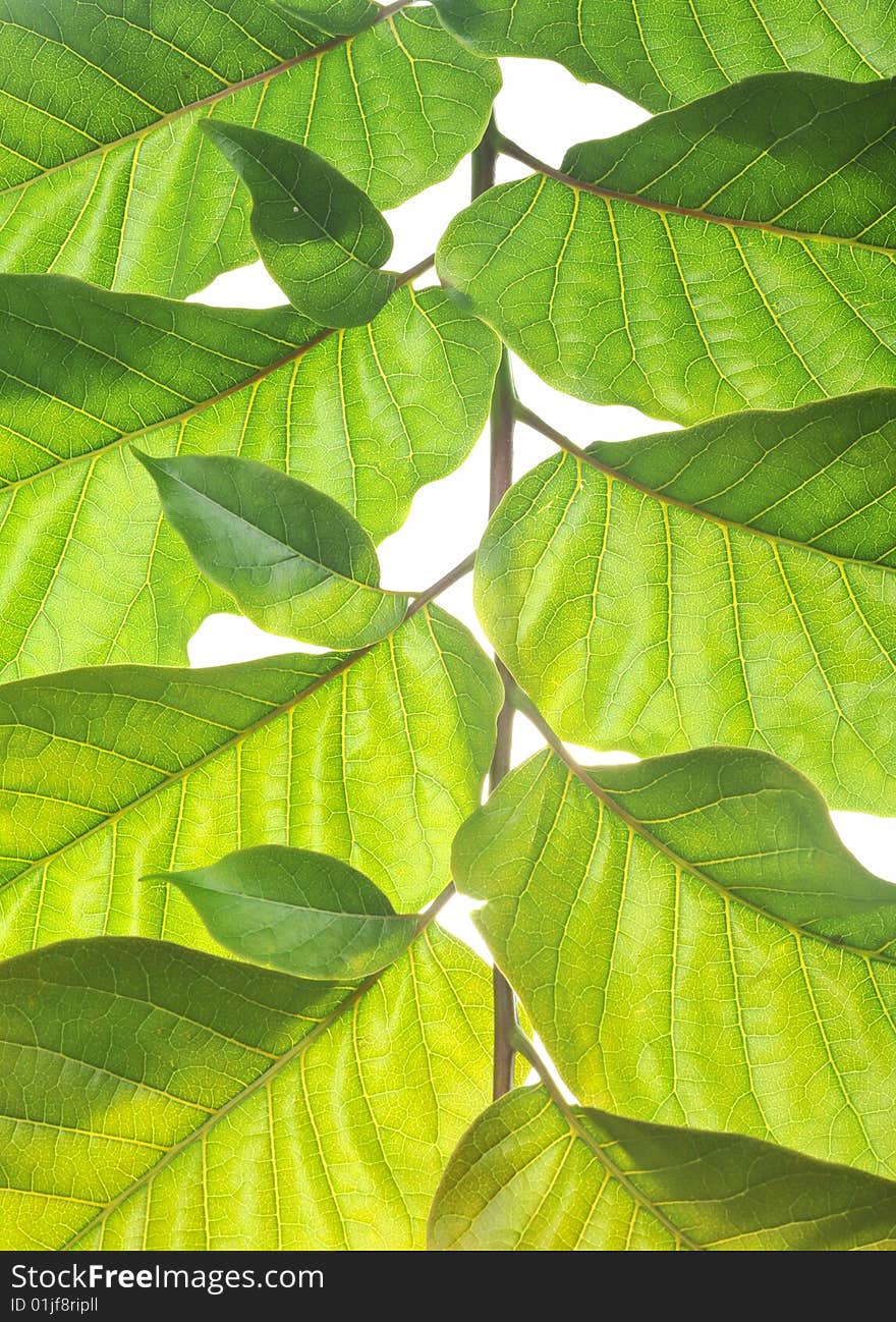 Close-ups of maosheng green leaves