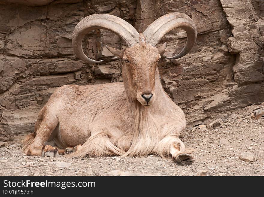 Brown goat lying on sand near rock.