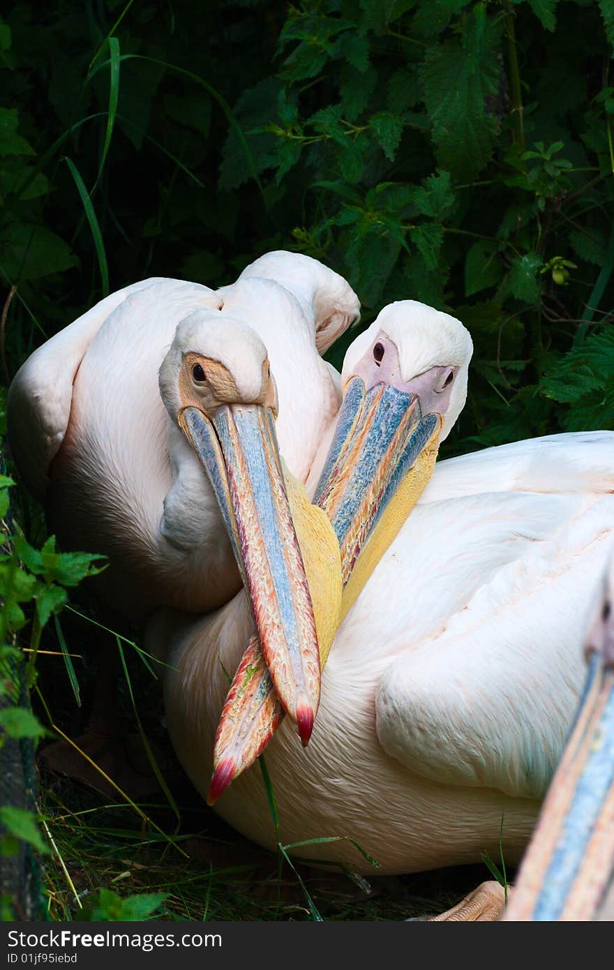 Two light-pink pelicans on dark background. Long crossed beaks. Two light-pink pelicans on dark background. Long crossed beaks.