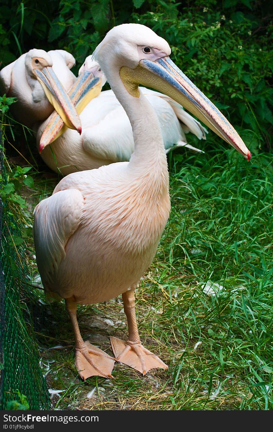 One pelican stand on foreground and couple on background. One pelican stand on foreground and couple on background.