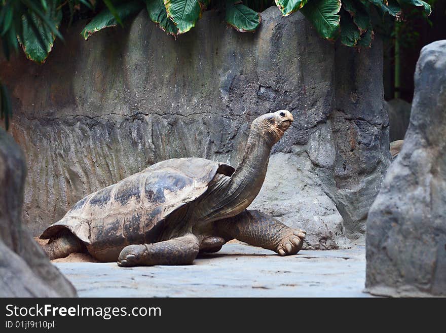 Big grey-brown tortoise creep on rock. It has long neck. Big grey-brown tortoise creep on rock. It has long neck.