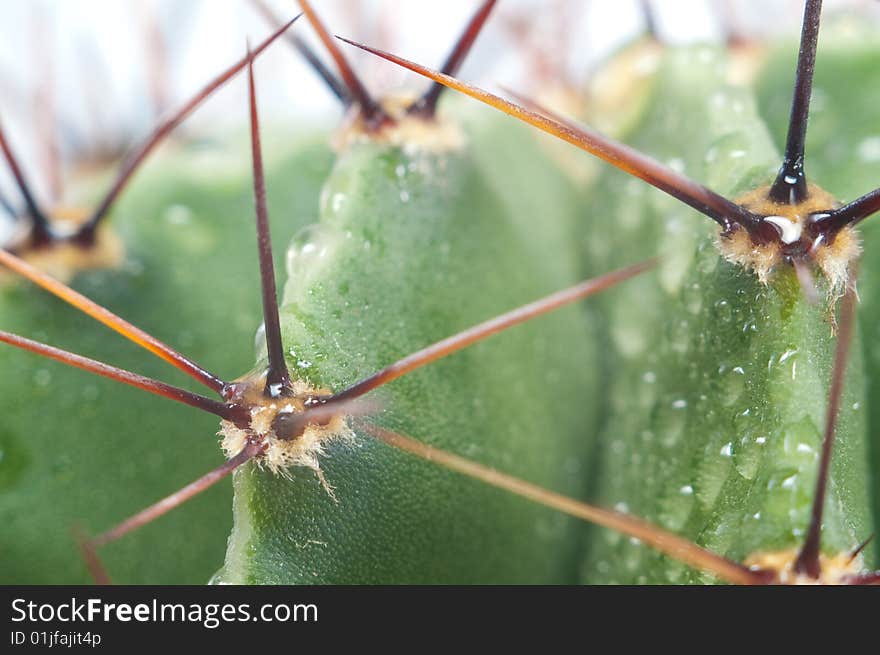 Macro of green cactus