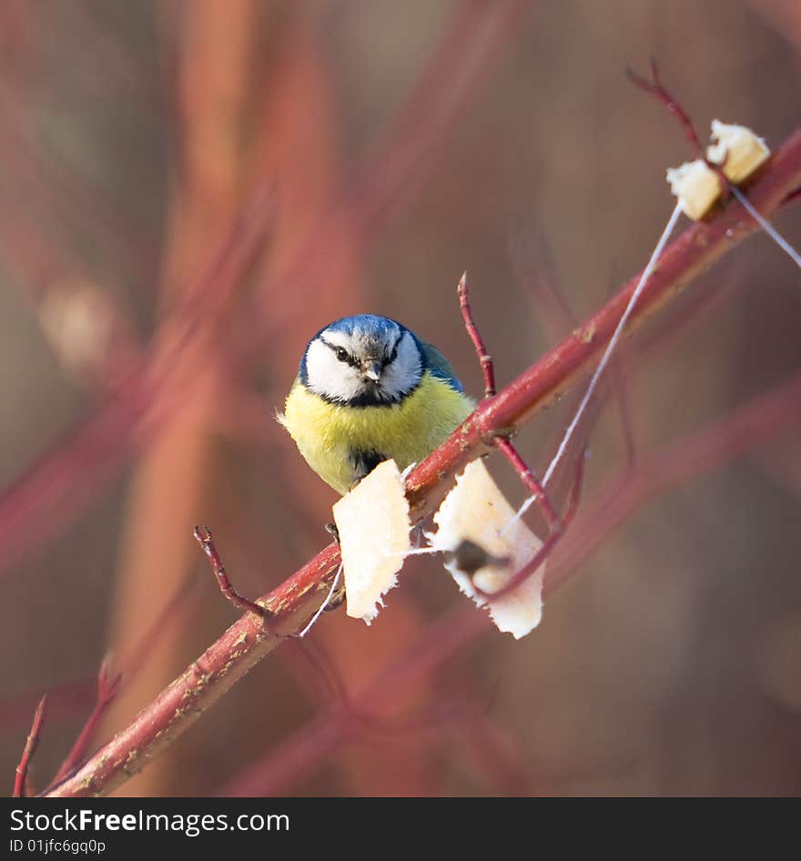 Blue tit on branch of bush