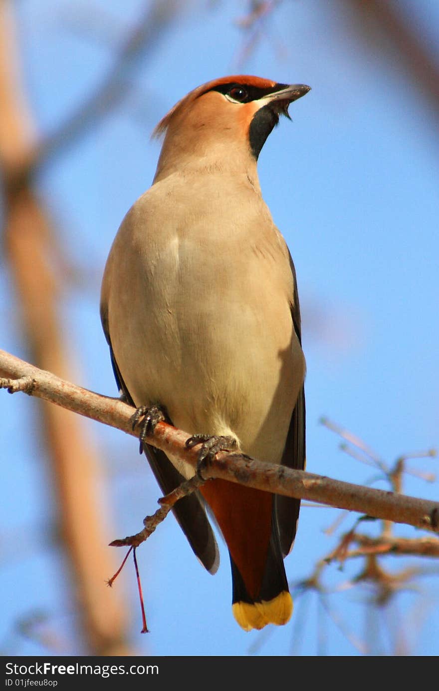 Waxwings