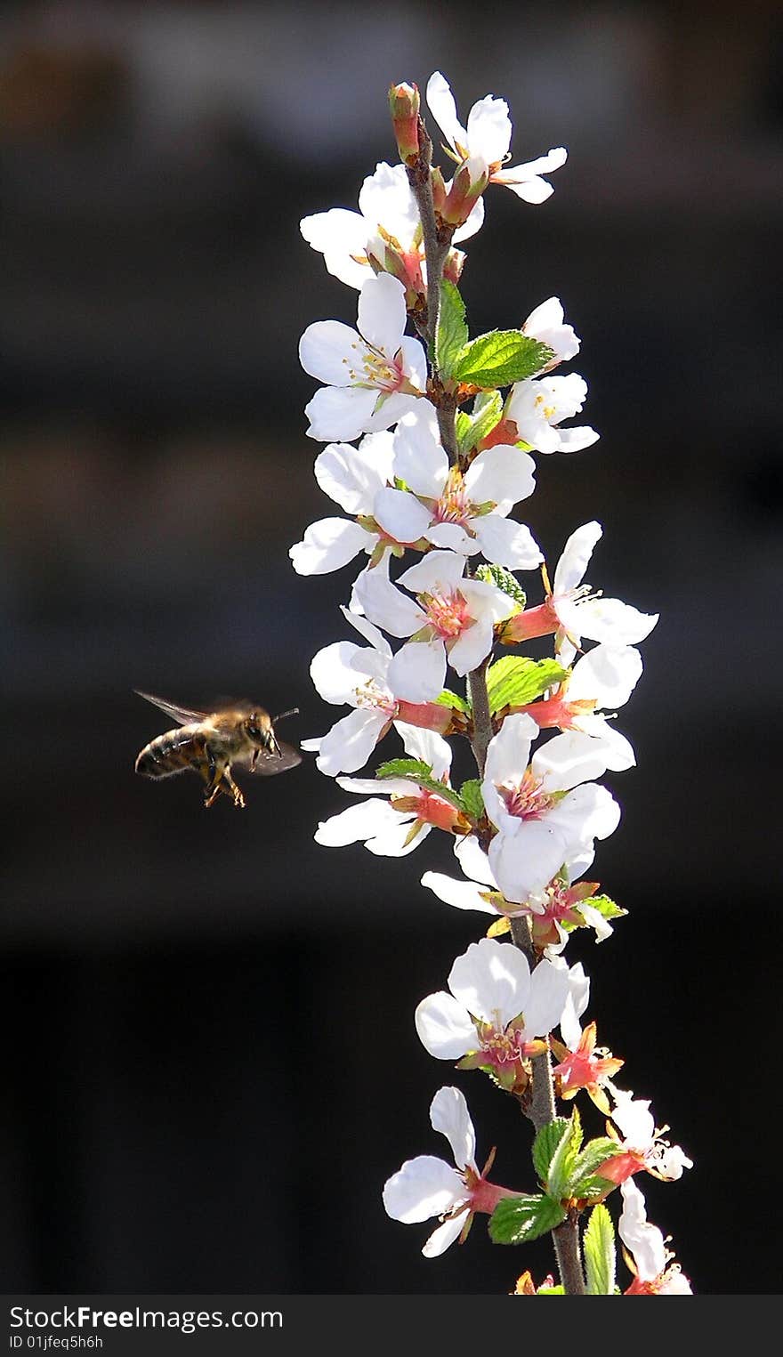 Bee, collecting pollen from the flowering branch of cherry.