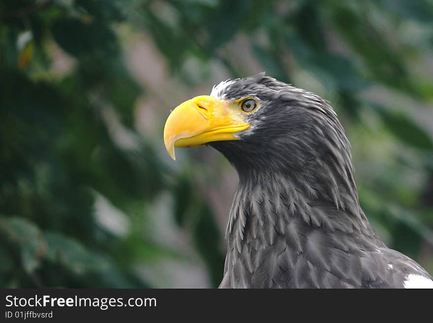 Beautiful portrait of a eagle