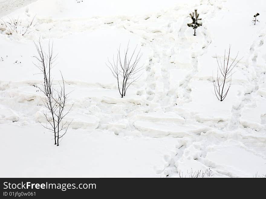 Set of traces on snow among trees