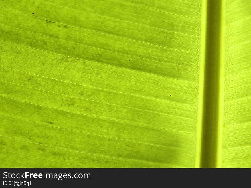 Closeup of banana palm leaf