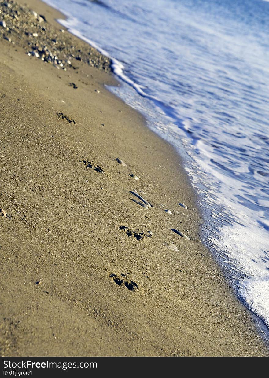 Dog footprints on wet sand on seashore. Dog footprints on wet sand on seashore