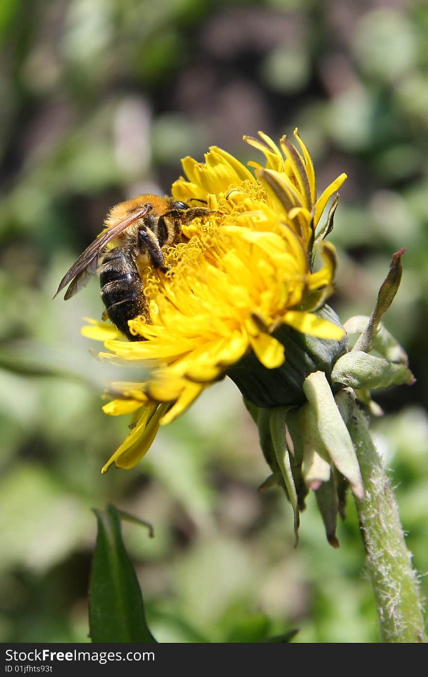 Honey bee on yellow flower collecting pollen. Honey bee on yellow flower collecting pollen