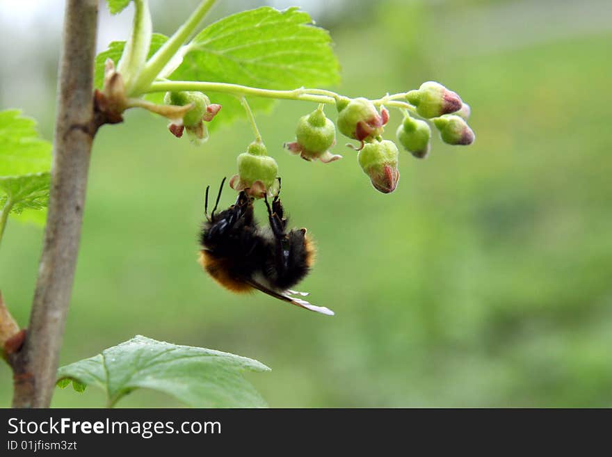 Bumblebee on a springtime flower