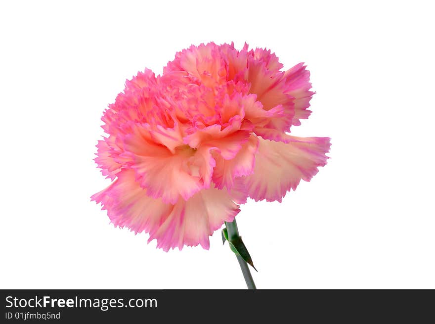 A beautiful pink carnation, isolated.