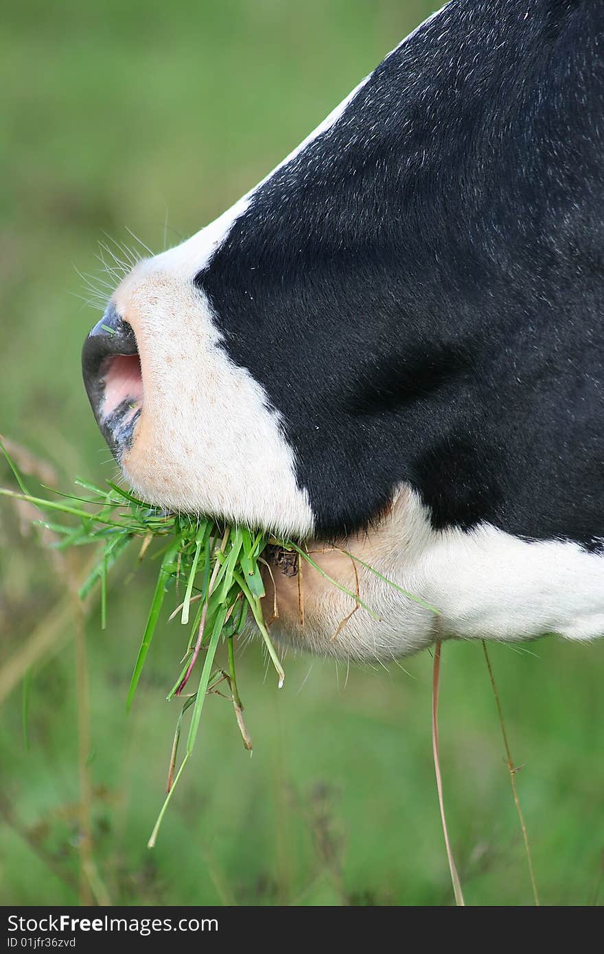 Сow chews a green grass. Сow chews a green grass.