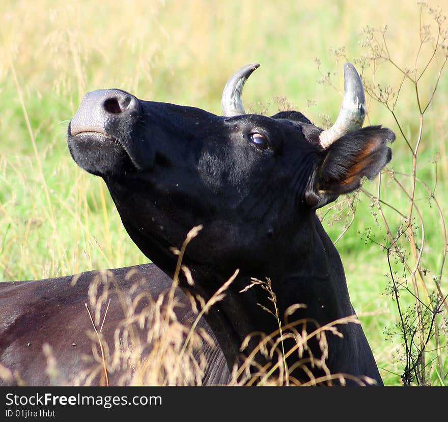 Portrait Of Cow.Cow Looking.