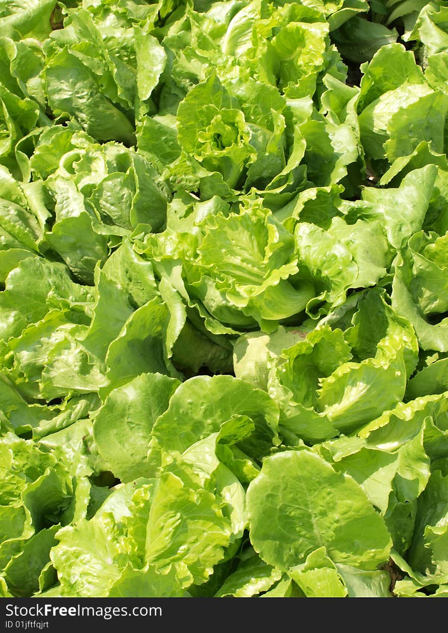 A closeup shot of green and fresh lettuce under sunshine. A closeup shot of green and fresh lettuce under sunshine.