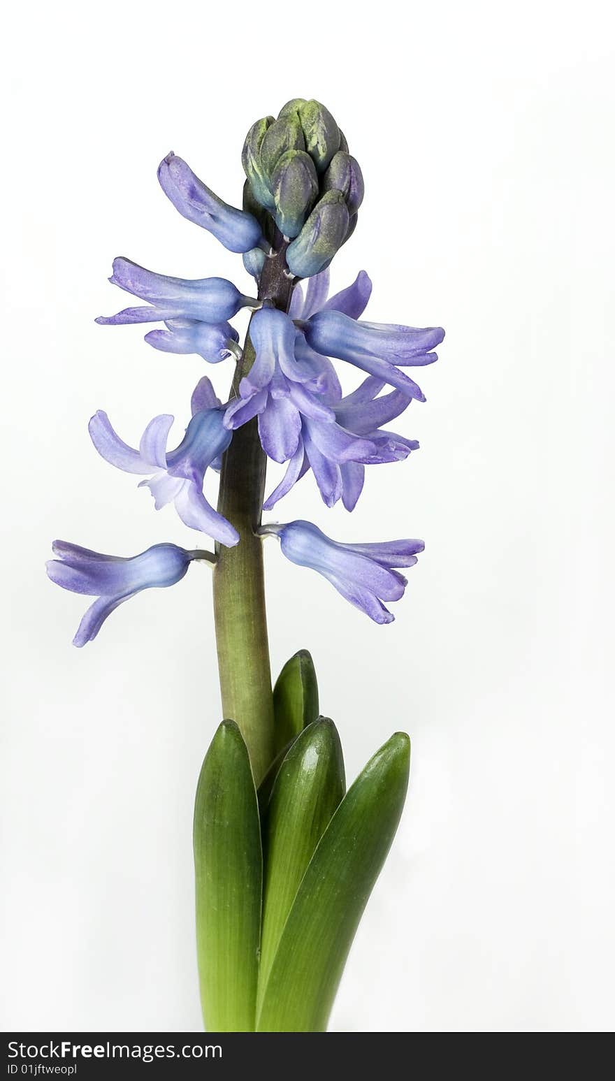 New fresh and fragrant hyacinth