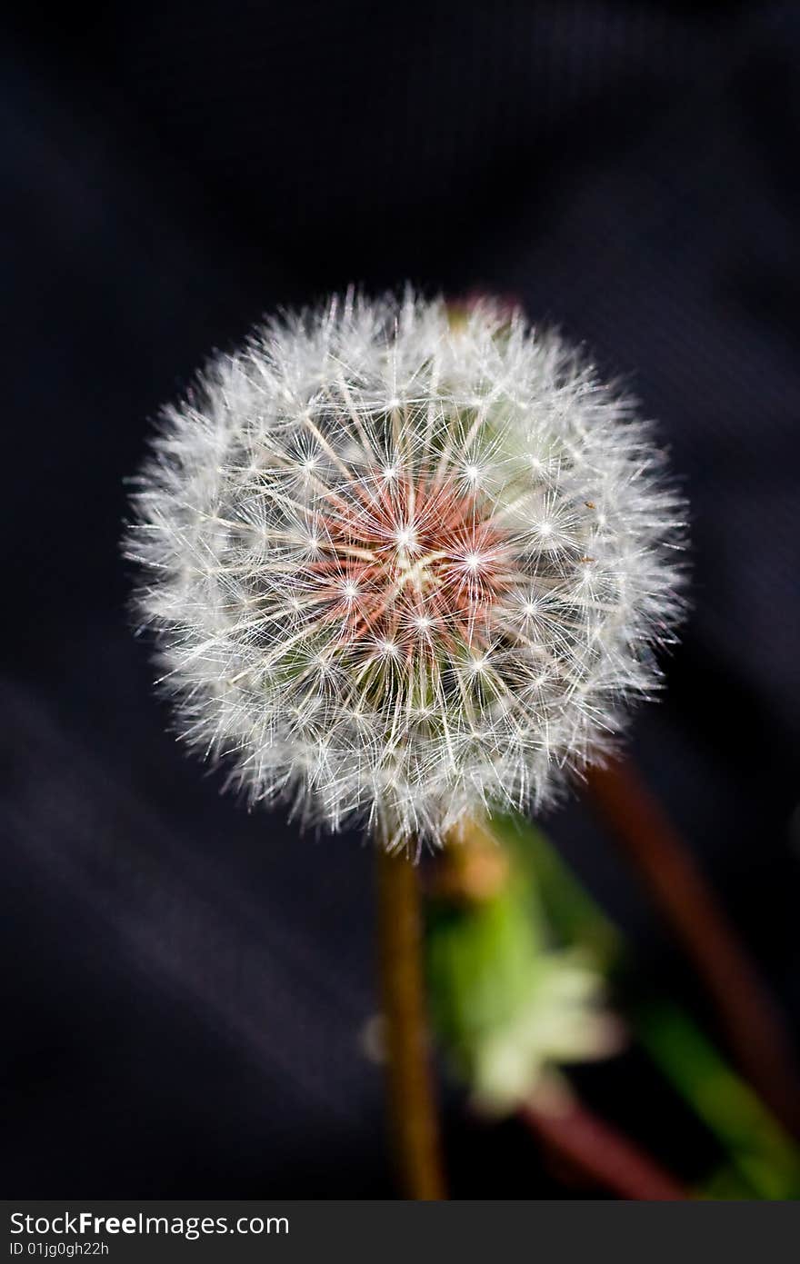 Dandelion