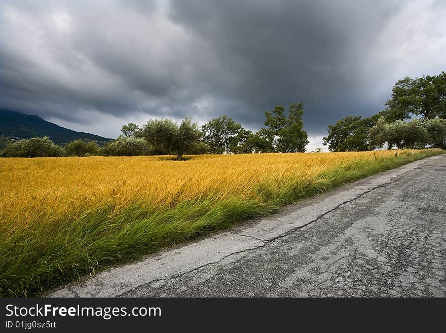 Cloudy sky over a wheat field