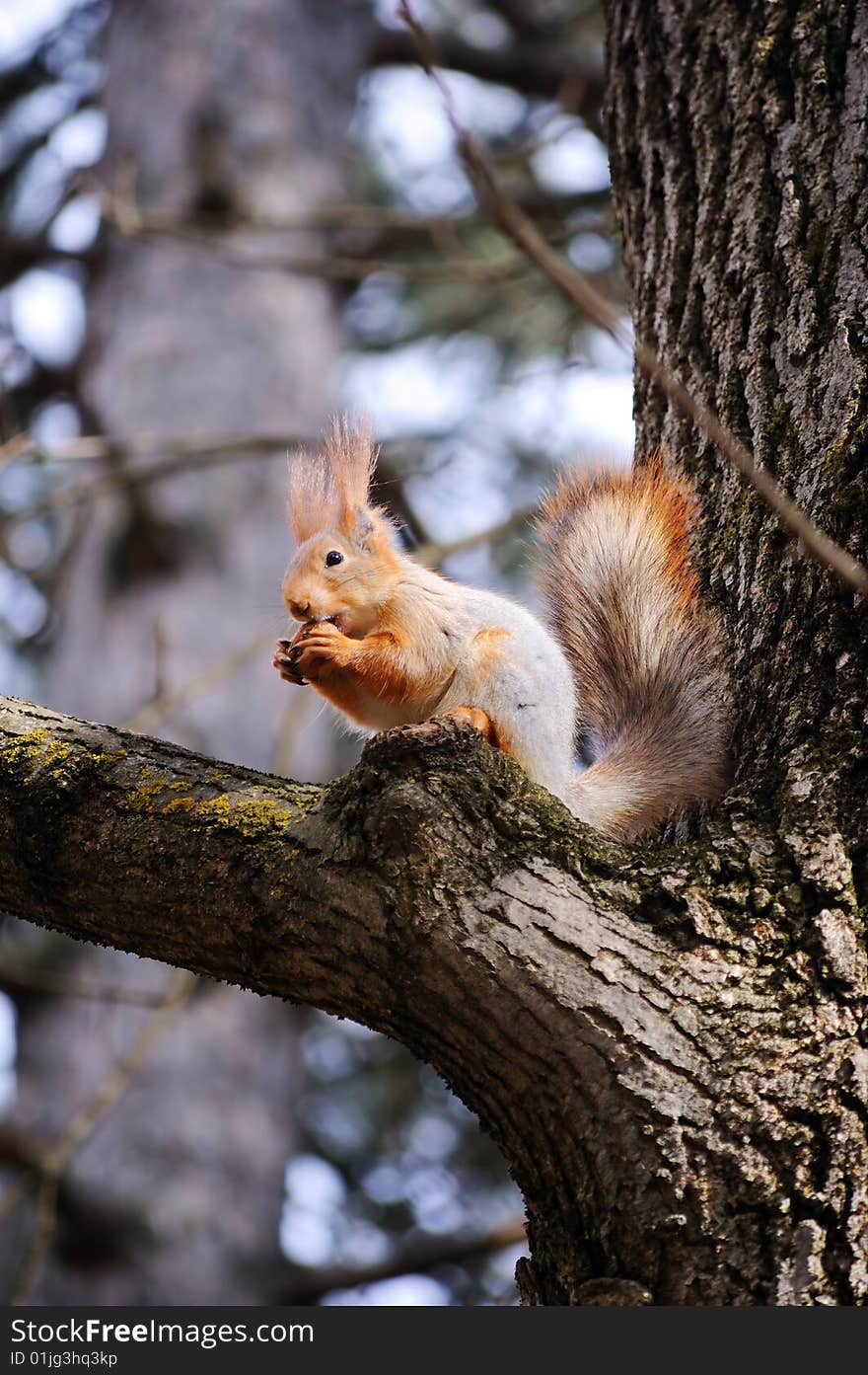 Wild squirrel eats a nut