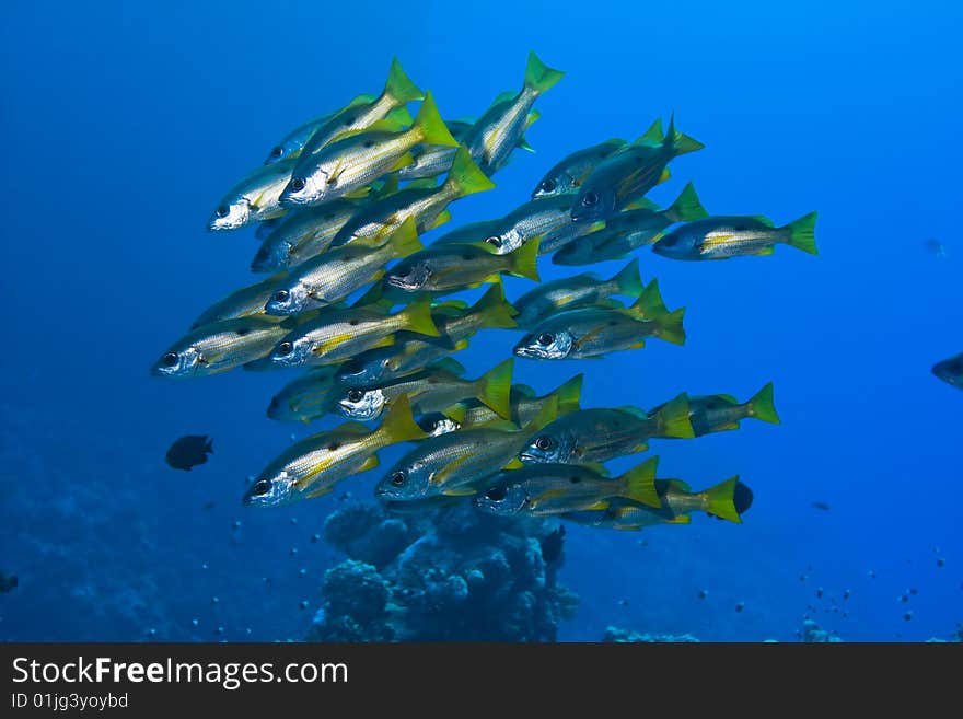 A school of one-spot snappers (Lutjanus monostigma) (Cuvier, 1828)