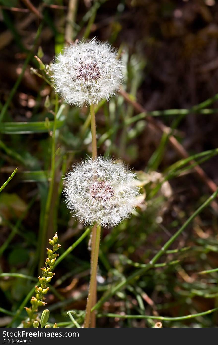 Dandelion