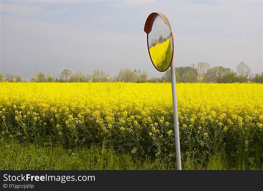 RAPS FIELD