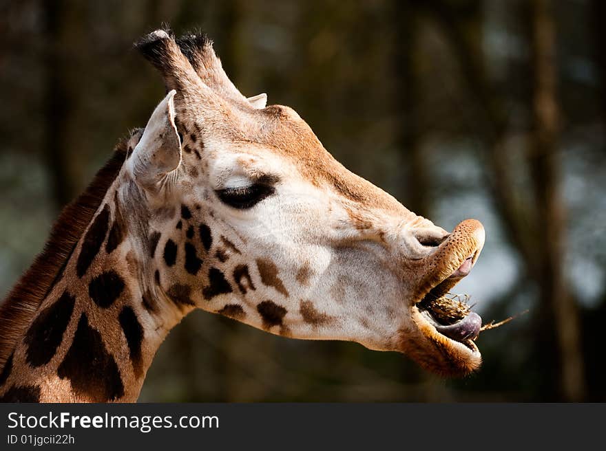 Cute Giraffe