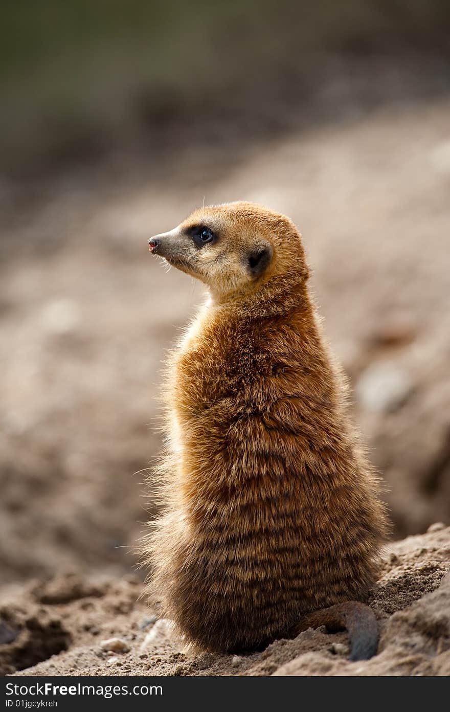 Close up of a cute meerkat (Suricata suricatta)