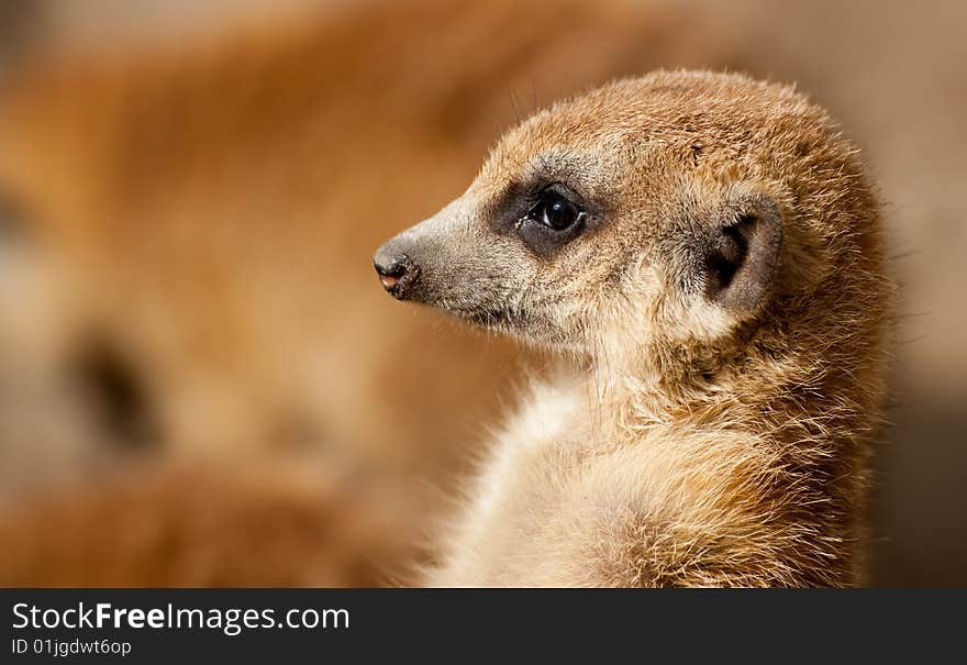 Cute Meerkat