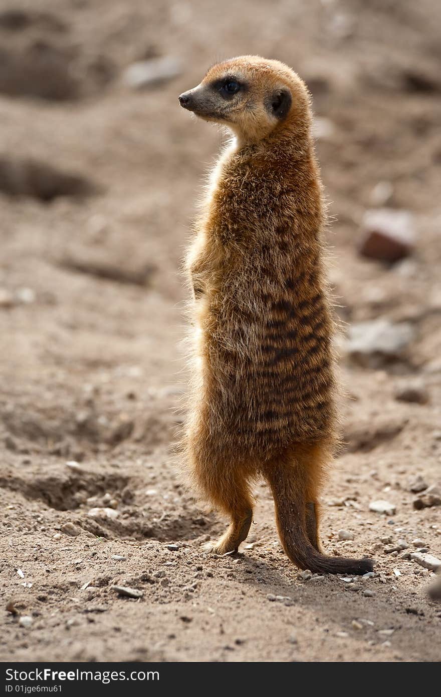 Close up of a cute meerkat (Suricata suricatta)