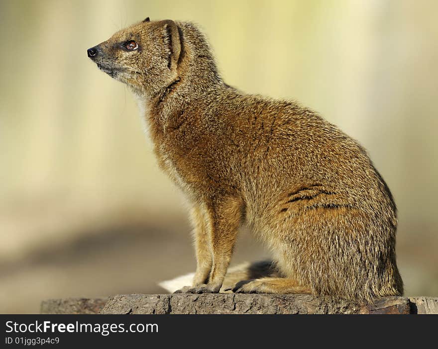 Cute yellow mongoose (Cynictis penicillata)