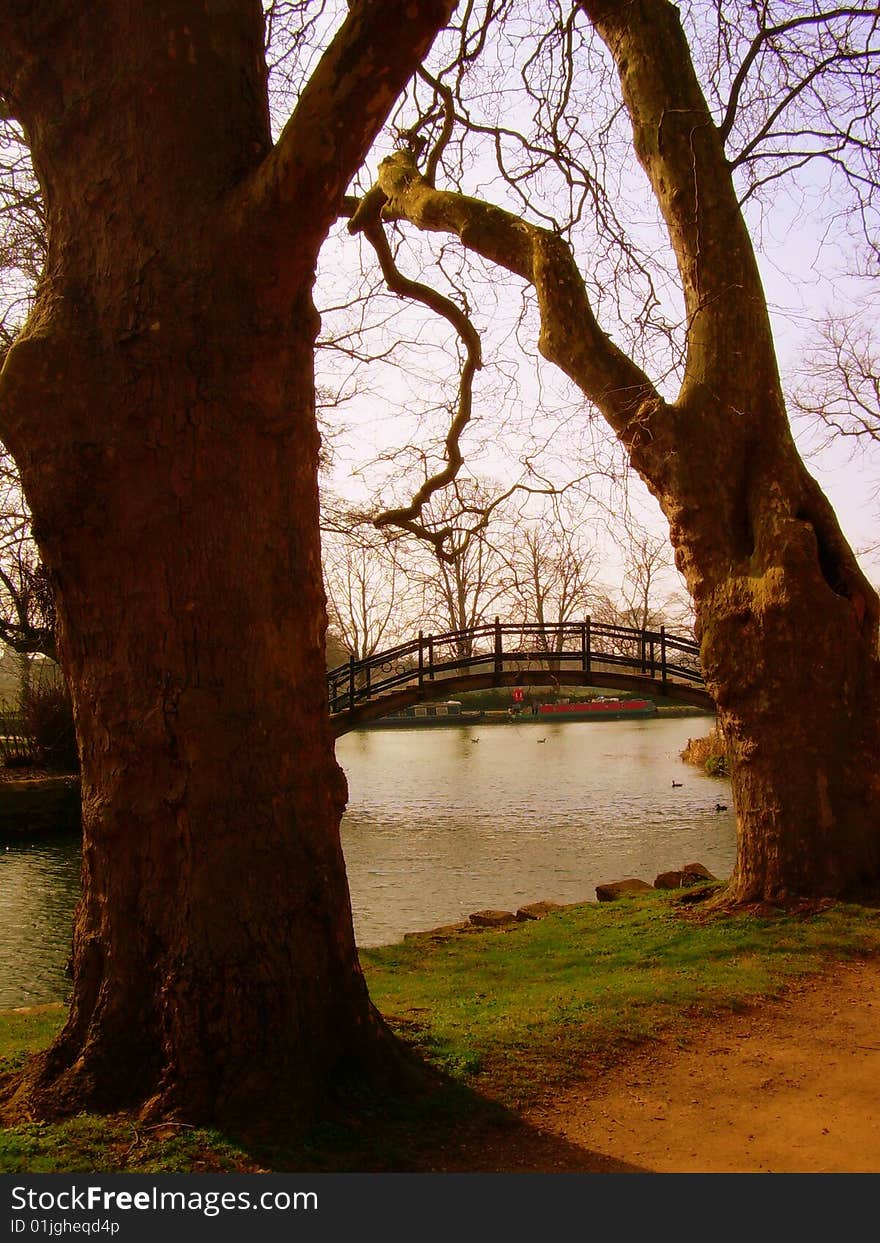 Very old trees and wooden bridge across the river at the sunset in the Christ Church Meadow Park in Oxford, England. In this picture it seems like two trees are connected by the bridge. Very old trees and wooden bridge across the river at the sunset in the Christ Church Meadow Park in Oxford, England. In this picture it seems like two trees are connected by the bridge.