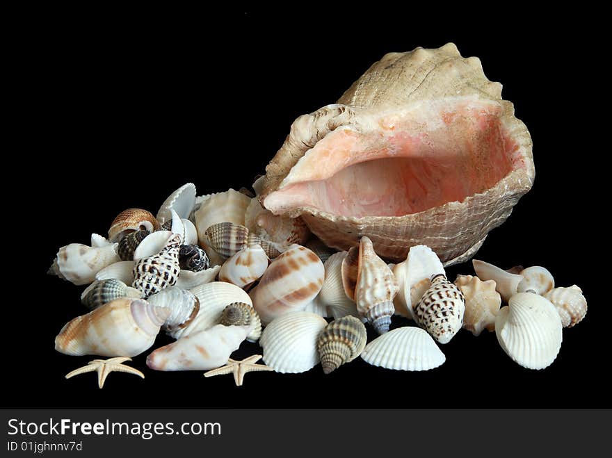 Sea shells on black background