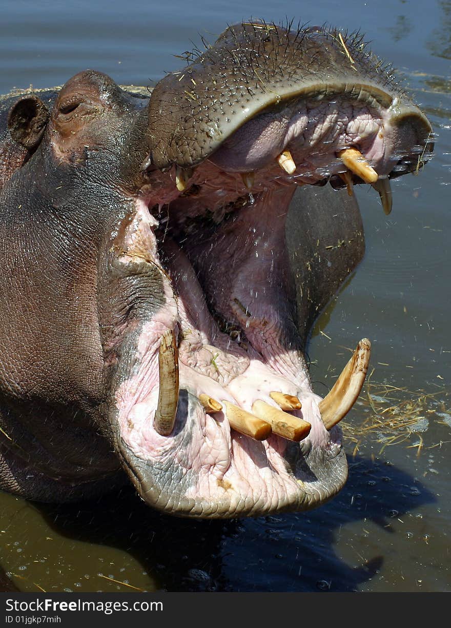 Head of hyppopotamus with opened mouth showing teeth. Head of hyppopotamus with opened mouth showing teeth