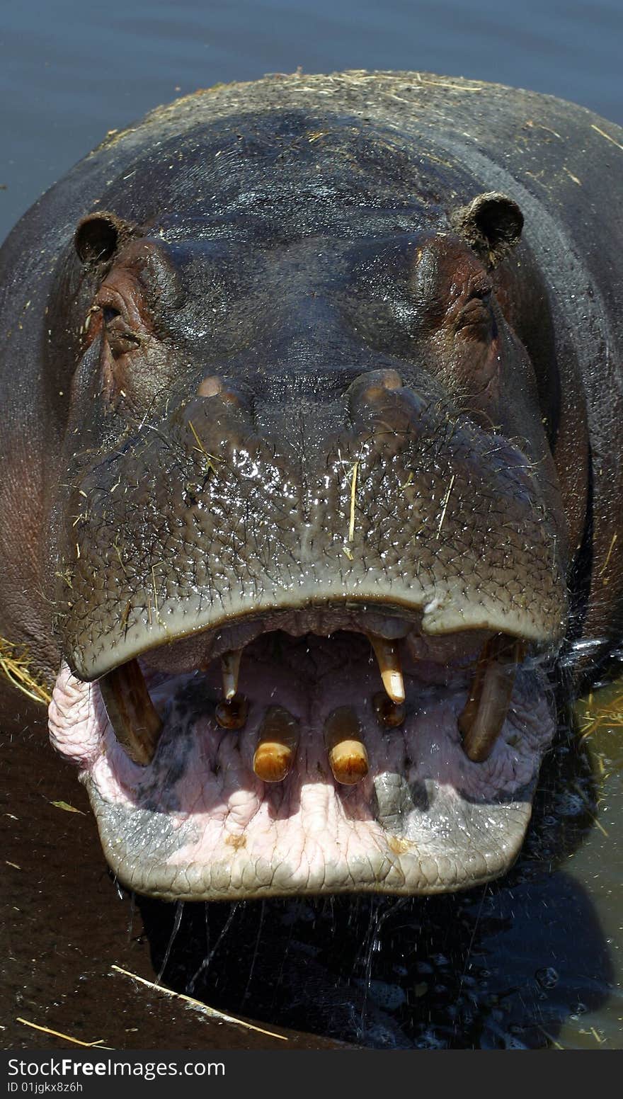 Hyppopotamus in a water with opened mouth. Hyppopotamus in a water with opened mouth