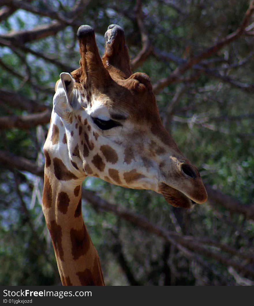 Giraffe's head with eyes looking at...