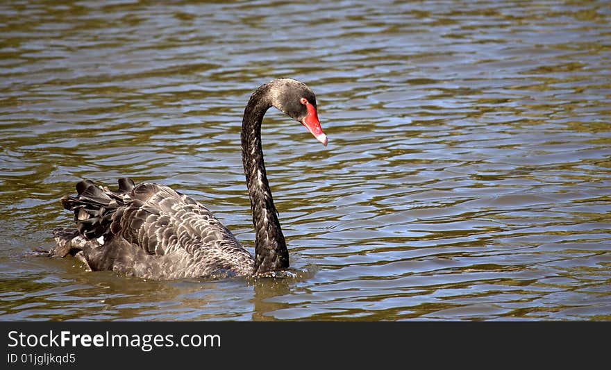 Black Swan (Cygnus Atratus)