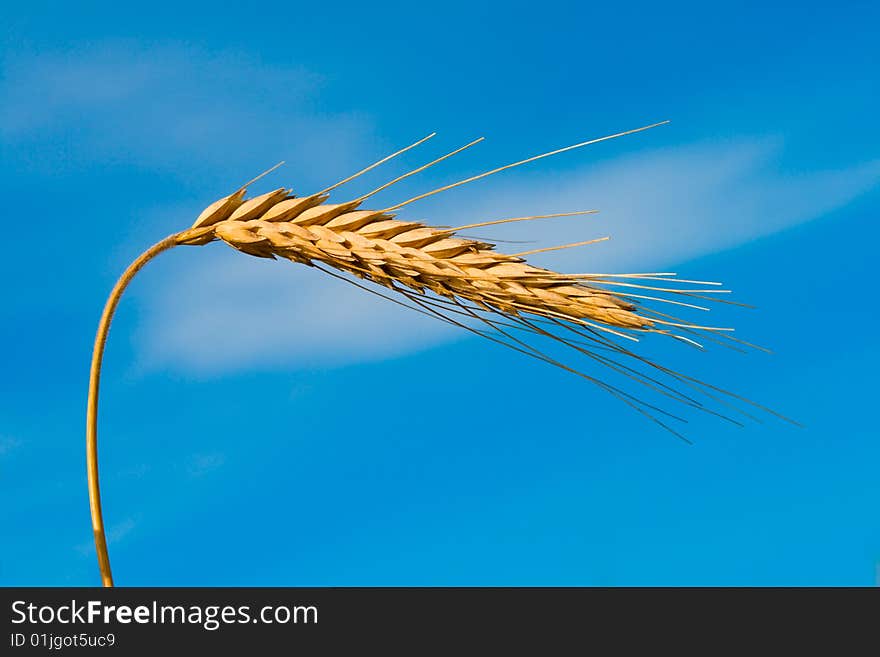 Wheat Spikelet