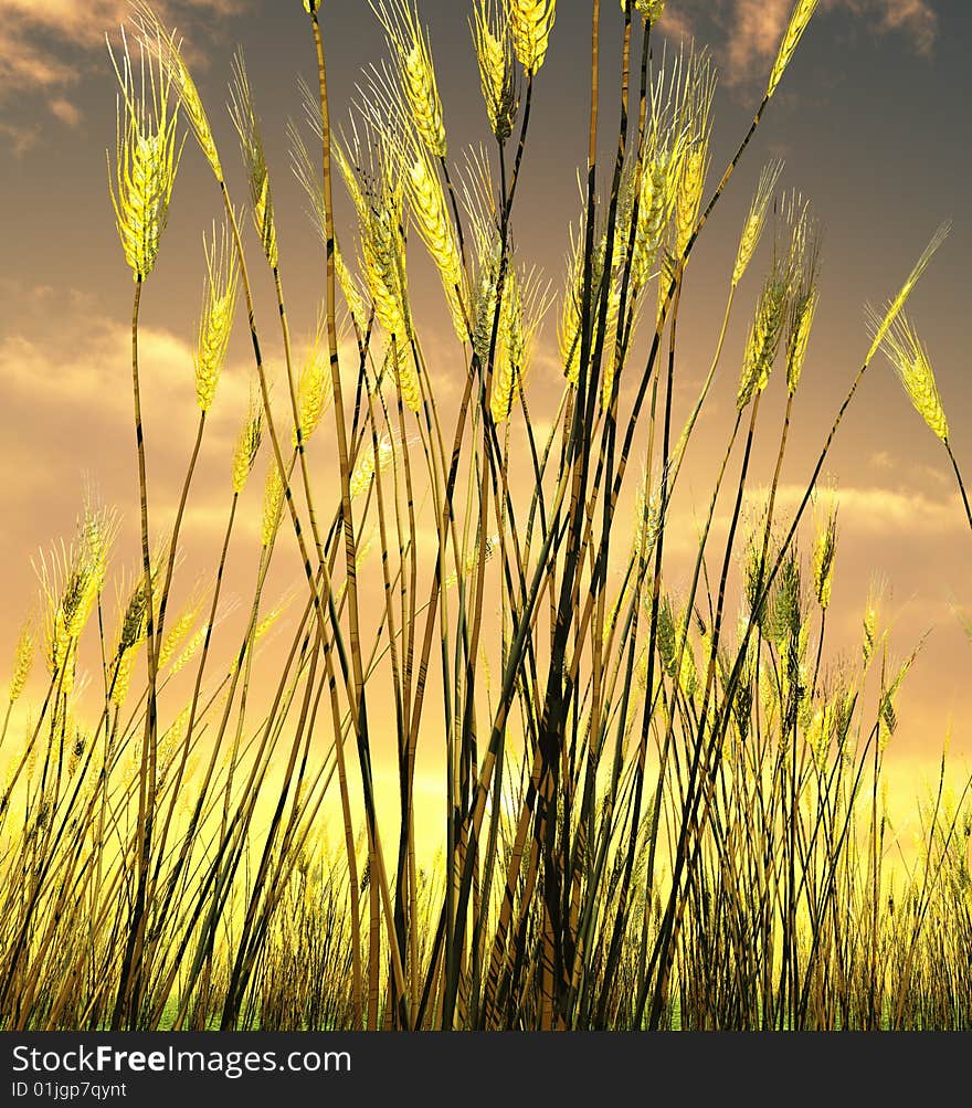 Beautiful Wheat Field