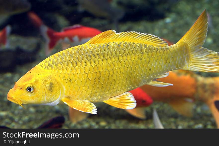 Goldfish. Latin name - Carassius auratus. Goldfish. Latin name - Carassius auratus