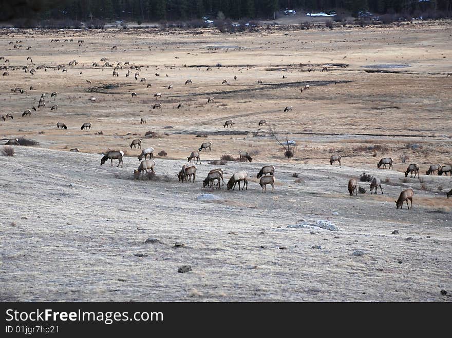 Field of Elk